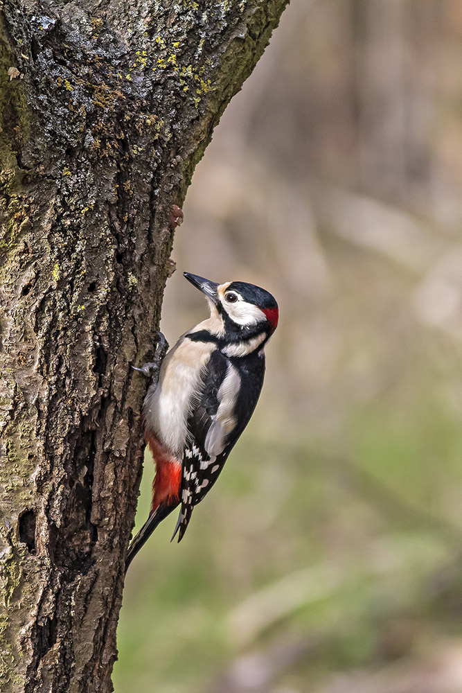 picchio rosso maggiore