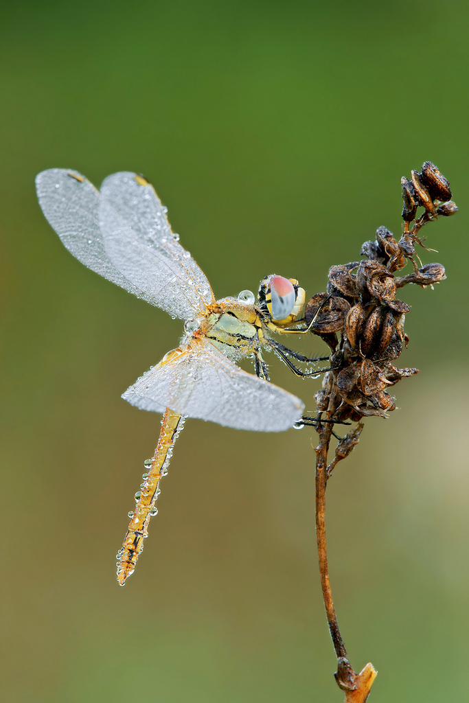 Sympetrum fonscolombii