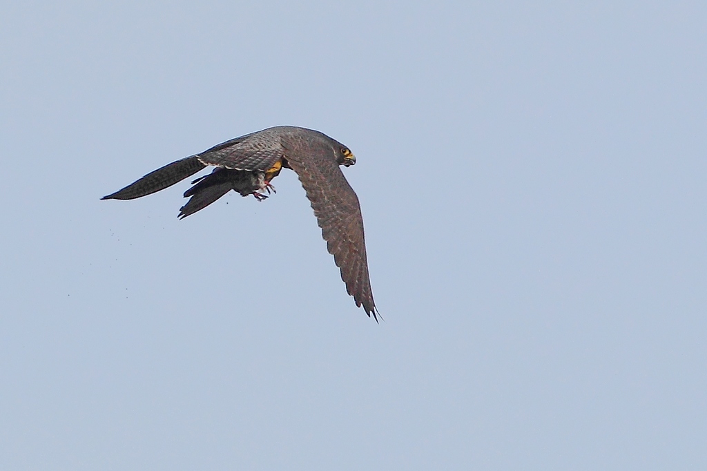 Pellegrino in caccia