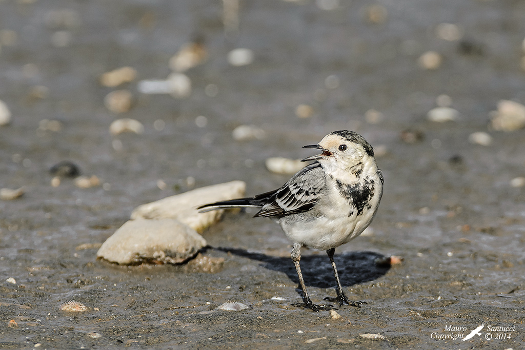 Ballerina bianca_Motacilla alba