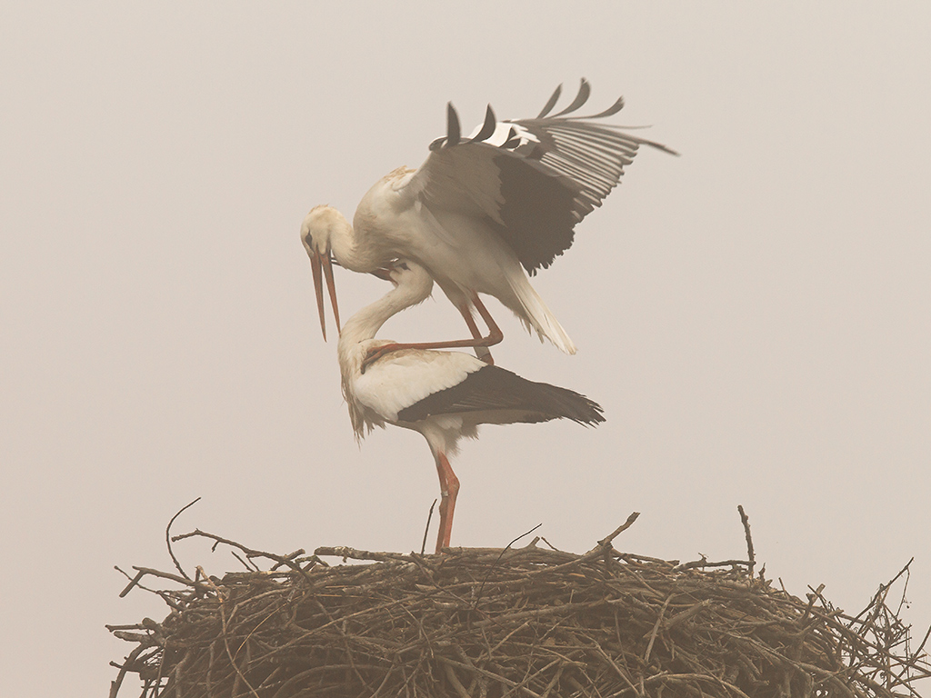 Cicogne nella Nebbia