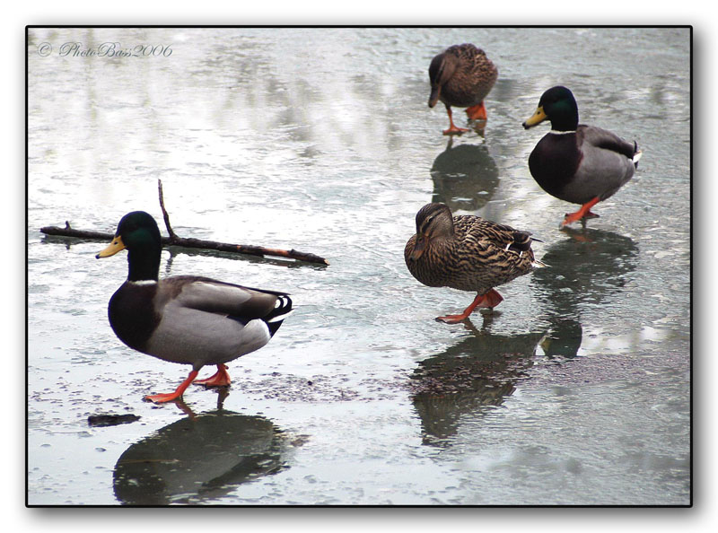 Tutti in fila ......