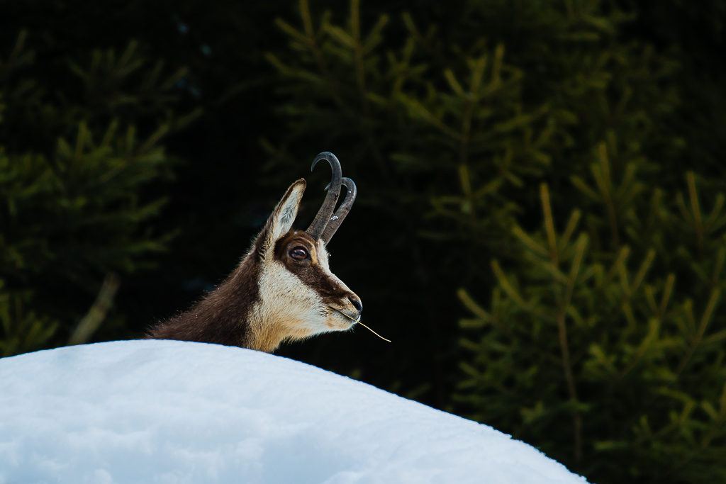 Camoscio in primo piano
