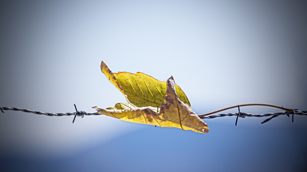 Qualcuno mi ha detto che "le foglie non sanguinano".