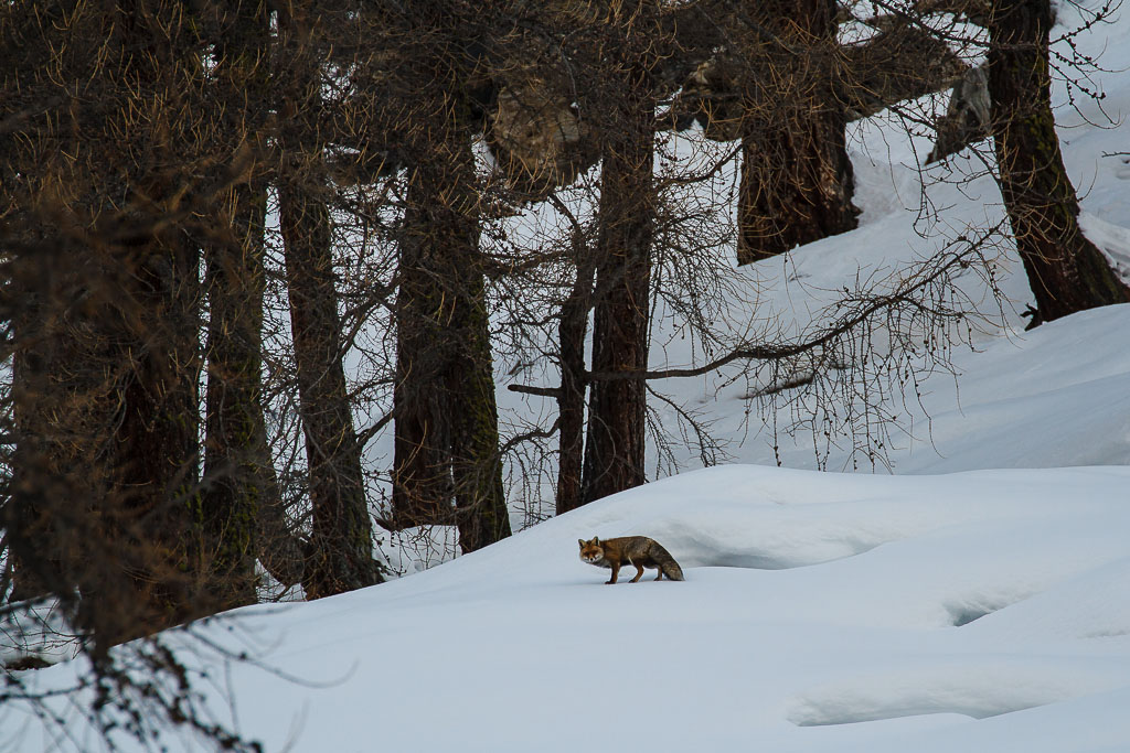 Al limitare del bosco
