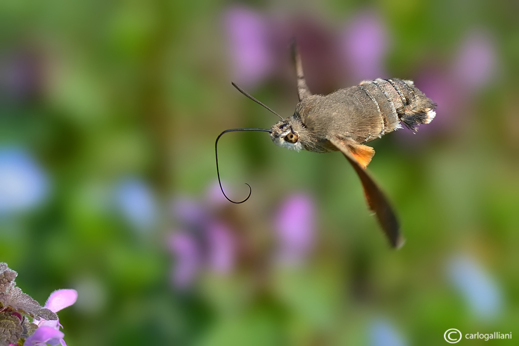 Il primo Macroglossum dell'anno