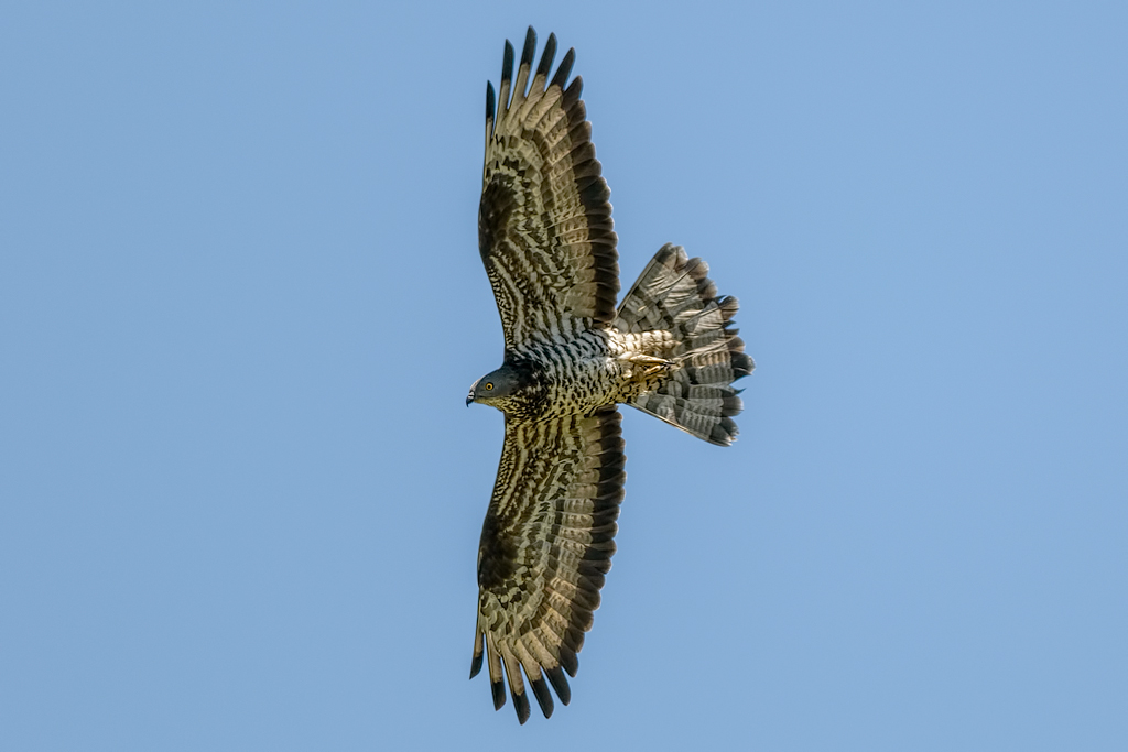 Pecchiaiolo (Pernis apivorus)