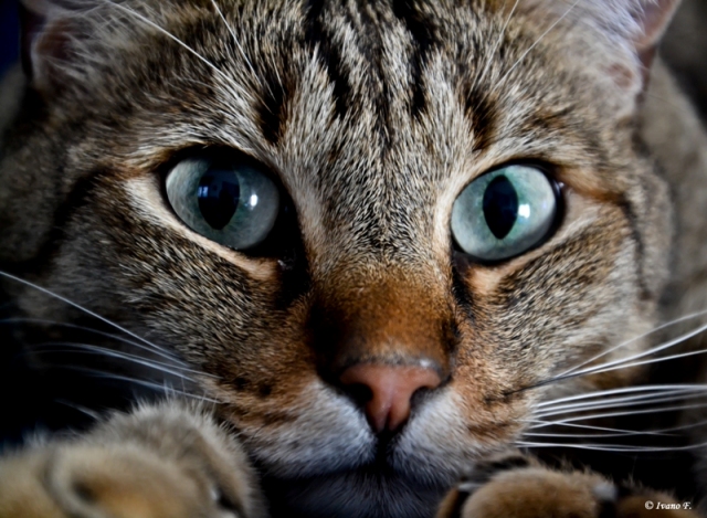 Lo sguardo di "Pepe"