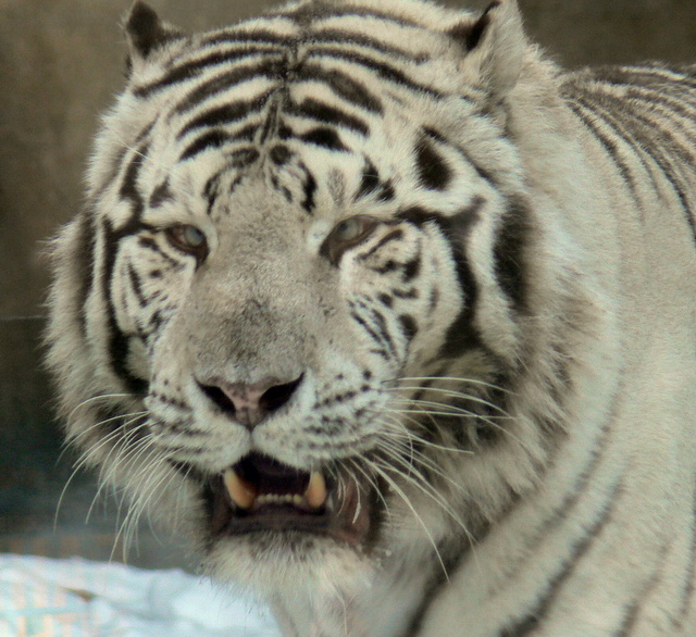 Tigre Bianca