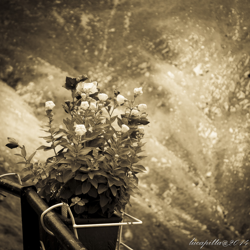 Antico fiore in montagna