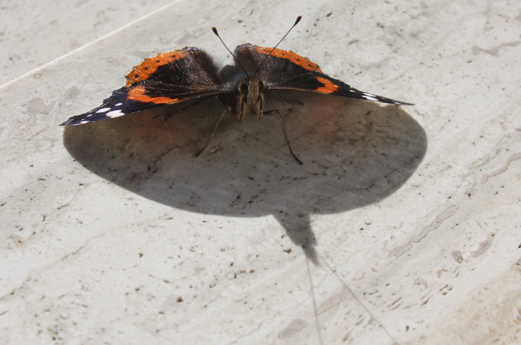 Ombra della farfalla