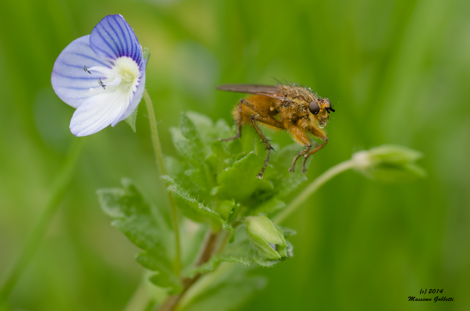 Se c'� la goccia...