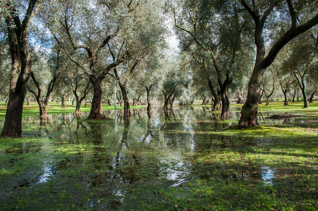 campagna salentina !