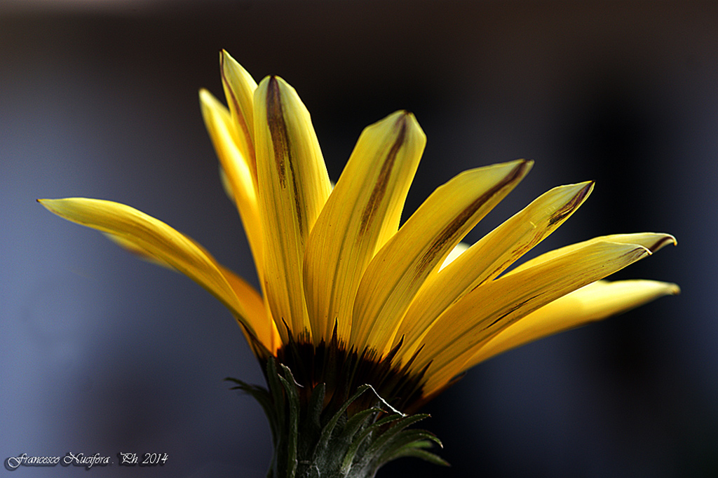 Un raggio di sole in queste giornate uggiose