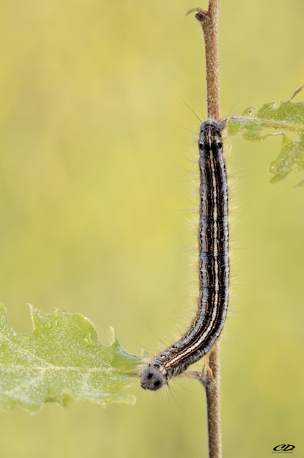 malacosoma neustria (linnaeus-1758)