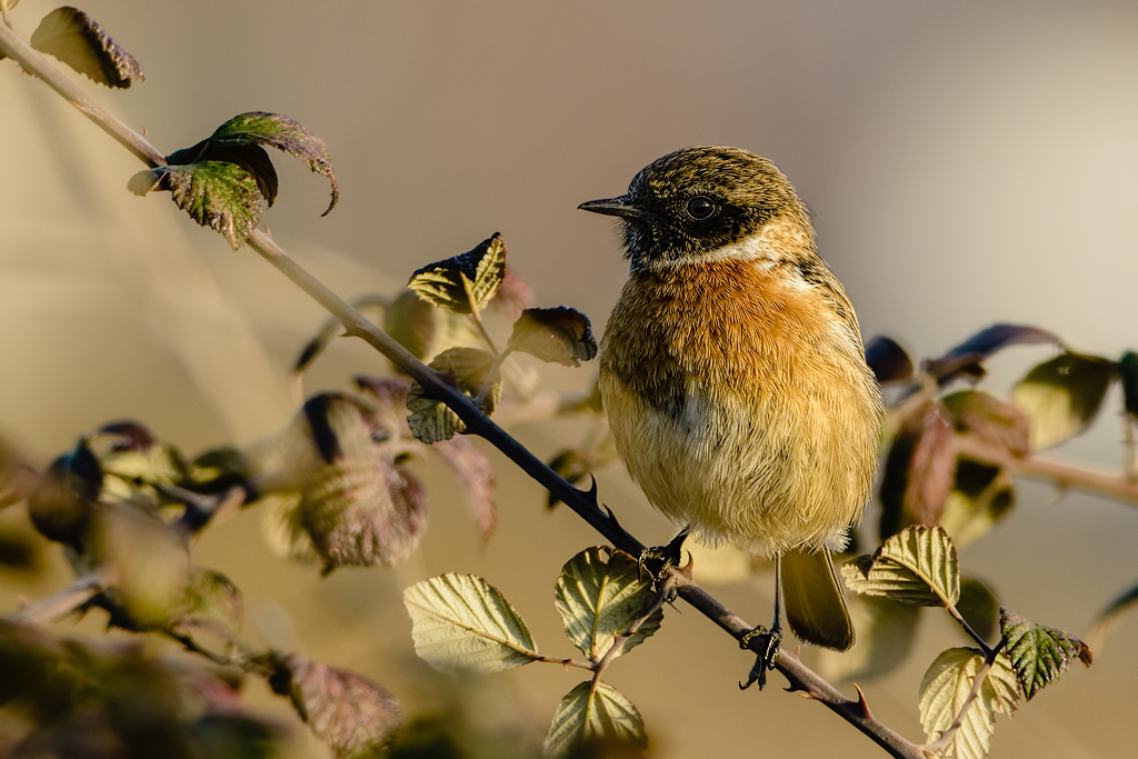 Saltimpalo (Saxixola torquata)