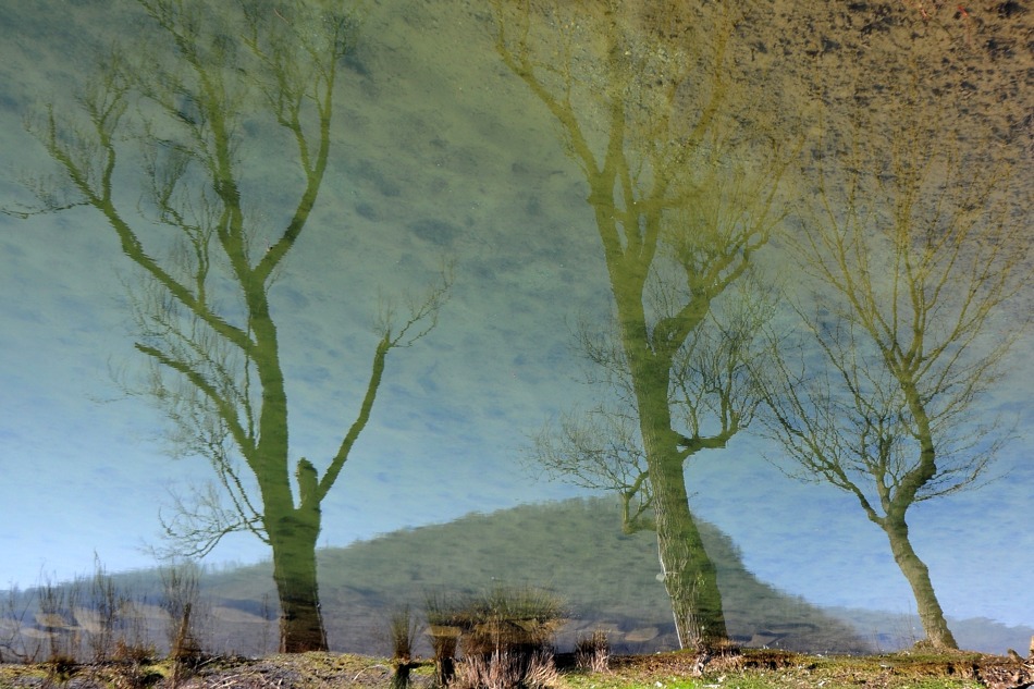 water trees