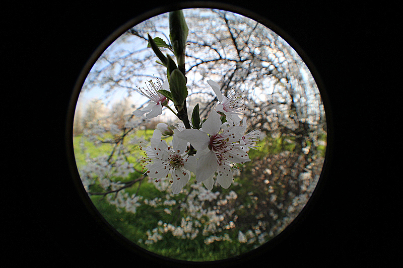 Fisheye di primavera