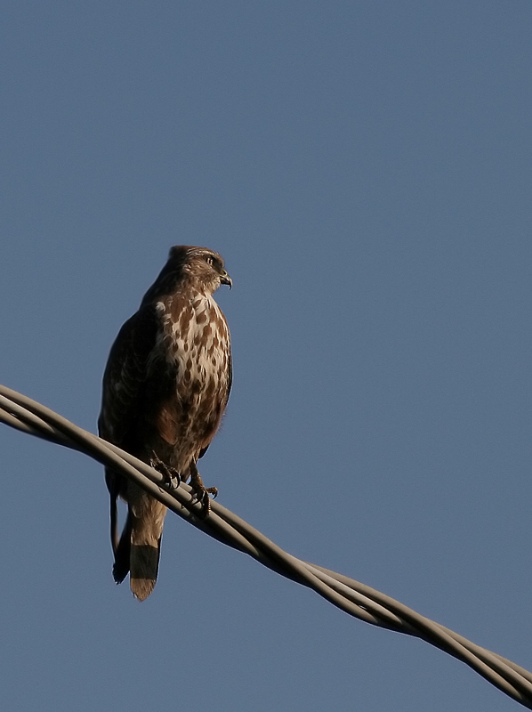 petto di poiana (per One)