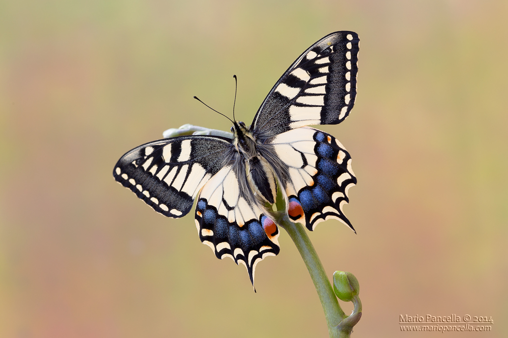 Papilio Macaon