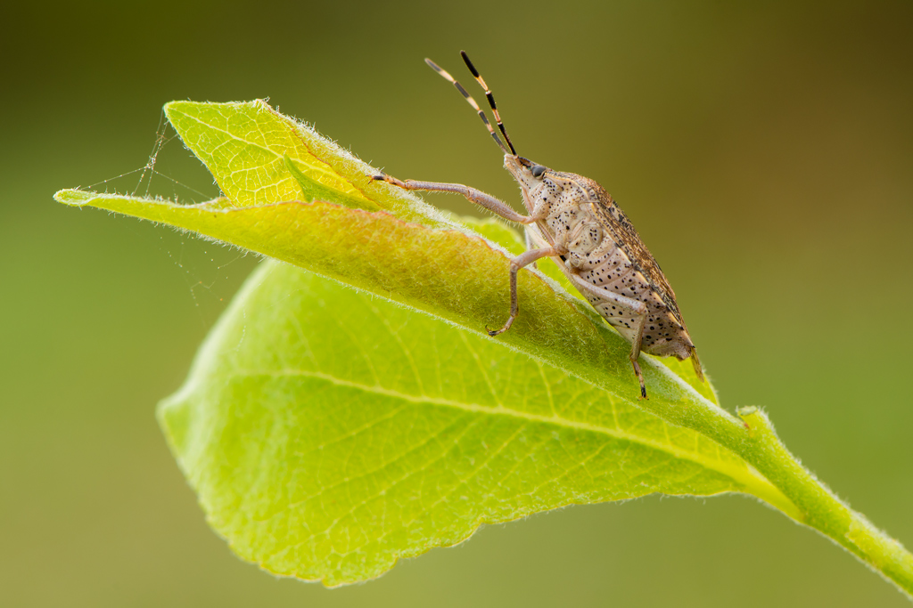 Rhaphigaster Nebulosa