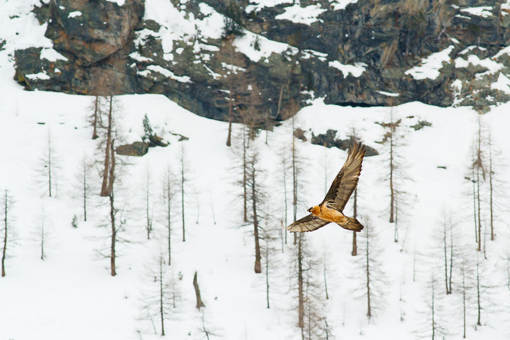 Sorvolando il suo regno