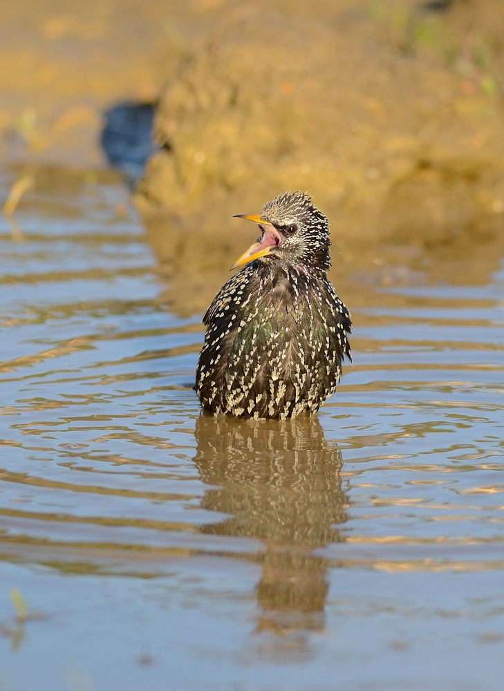 Non disturbatemi al bagno!
