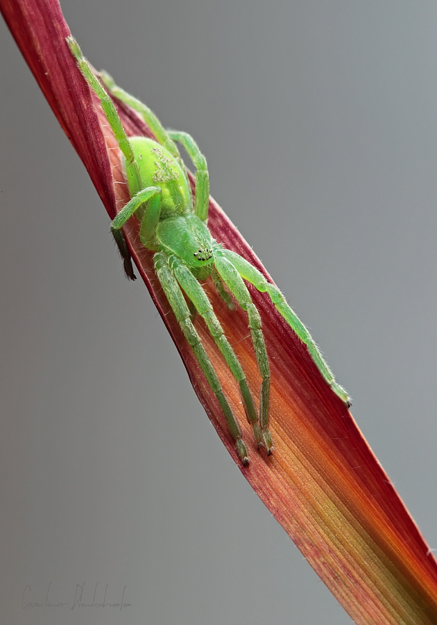 (Micrommata virescens)