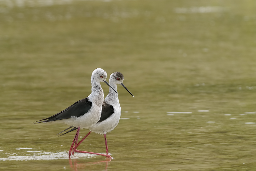 Cavaliere d'Italia. (Himantopus himantopus)