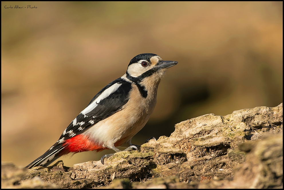 Picchio Rosso Maggiore
