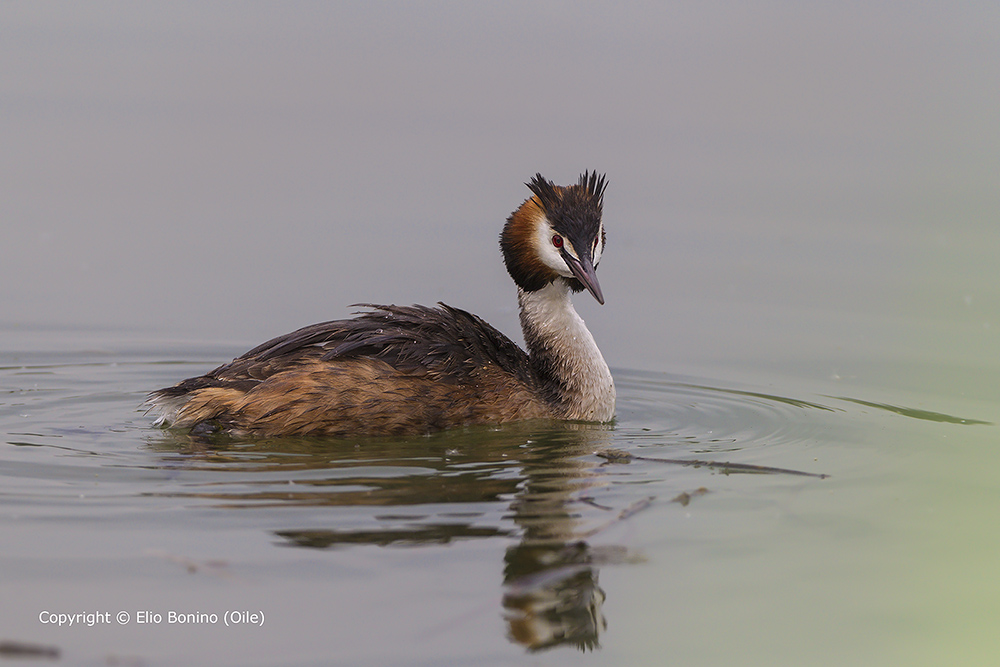 Podiceps cristatus (Svasso Maggiore)