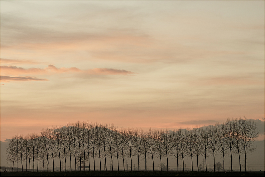 Come un petalo di rosa...