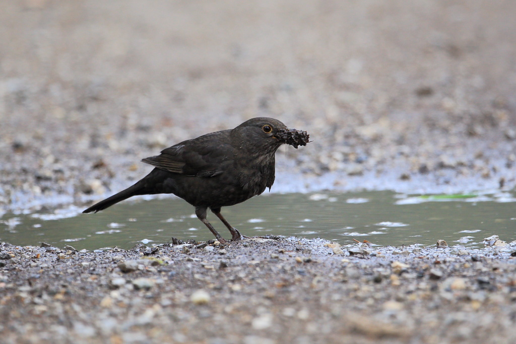 Costruzione del nido
