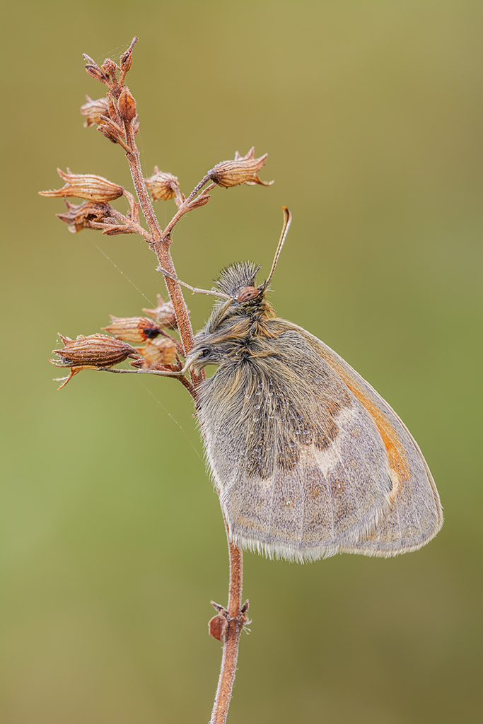 Coenonympha pamphilius