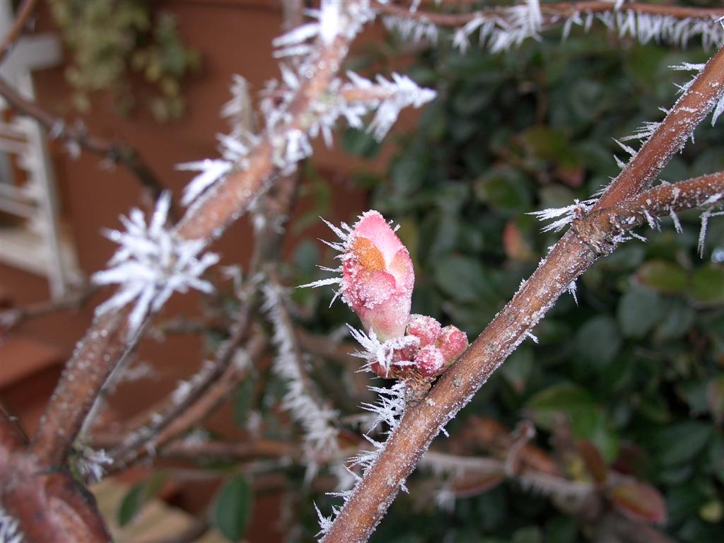 Ghiacciata mattutina