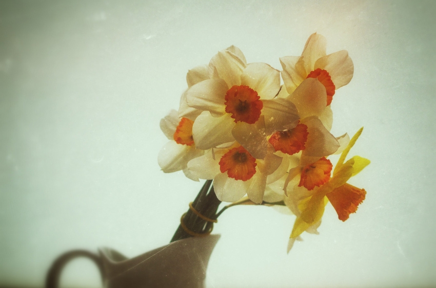 my little piece of spring