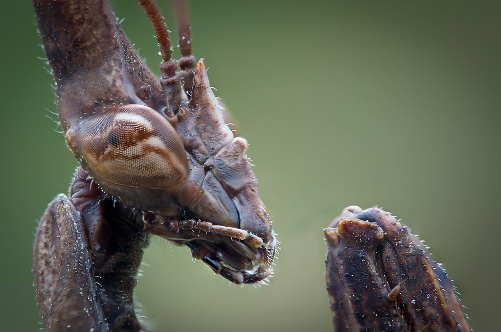 Lo sguardo dell'Empusa