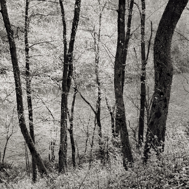 pedante ricerca tonale