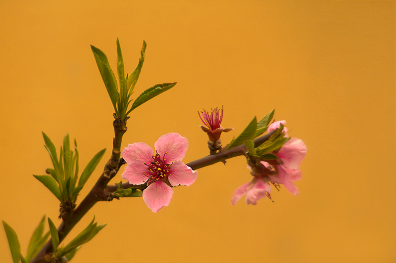 Peach Flowers