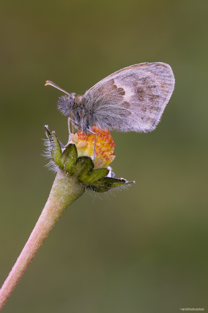 Coenonympha pamphilius