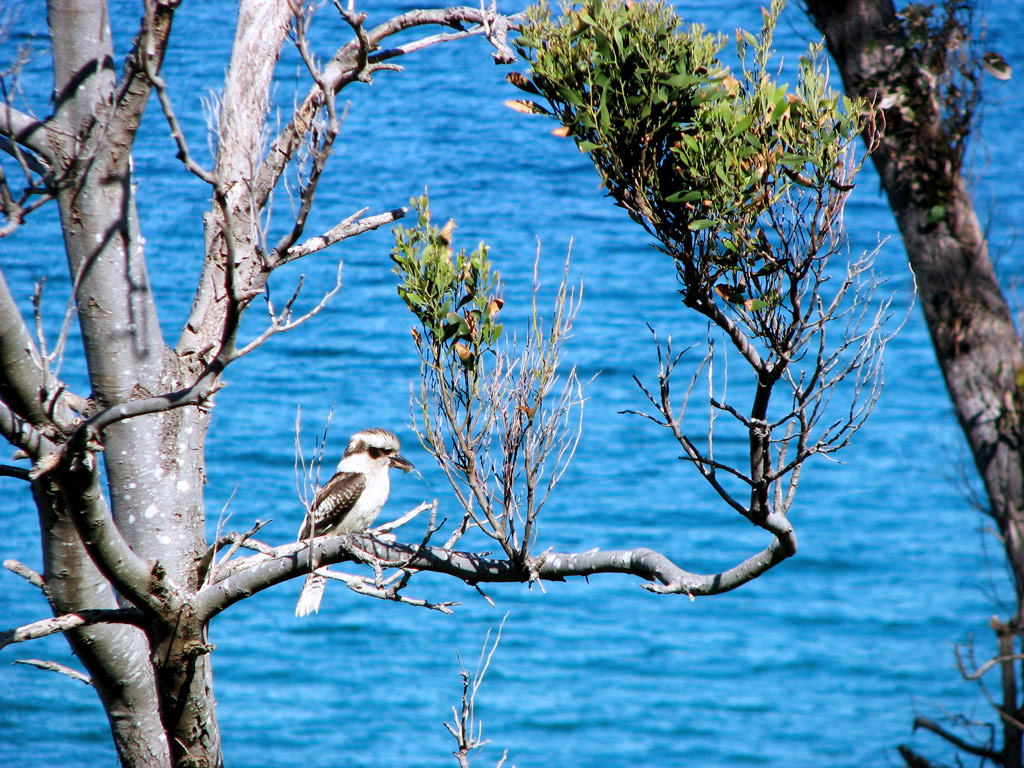 kookaburra
