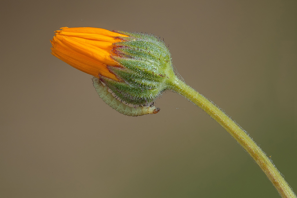 Fiore  con Bruchino( Agriopis aurantiaria)