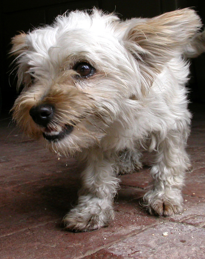 Con una coolpix 4500...pu� diventare una tigre!