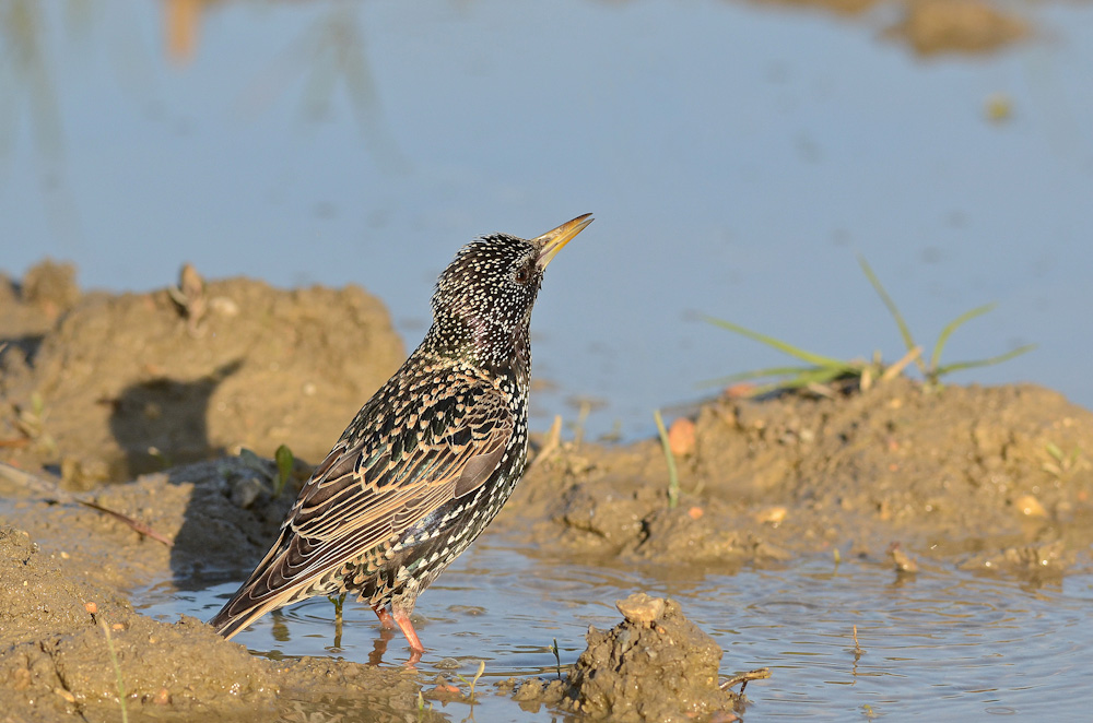 Storno mentre si abbevera