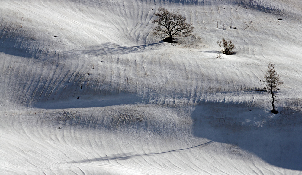 Trittico d'alberi nel deserto di neve