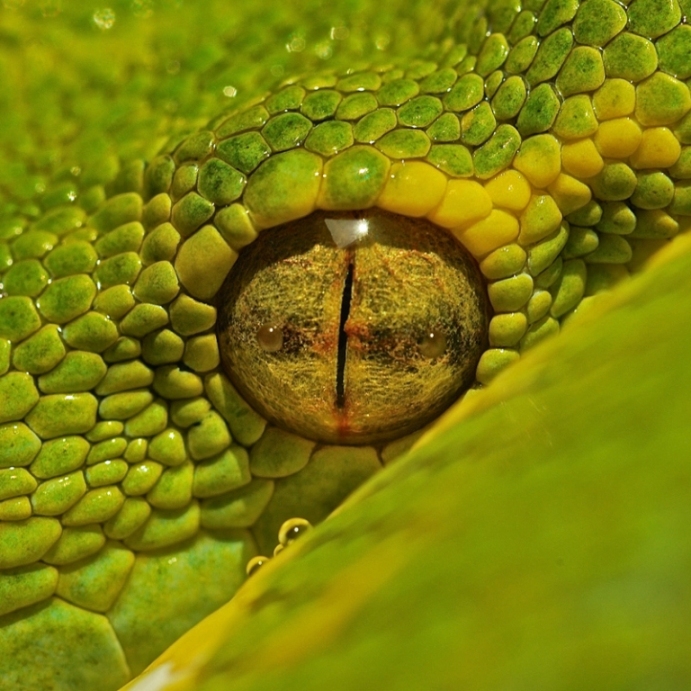 Morelia viridis (pitone verde arboricolo)