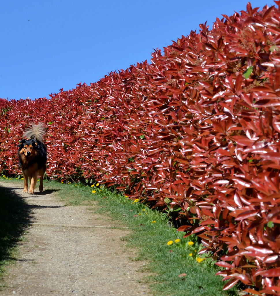 Siepe rossa con cane