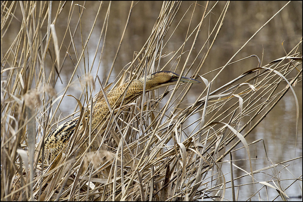 Il mimetismo del Tarabuso