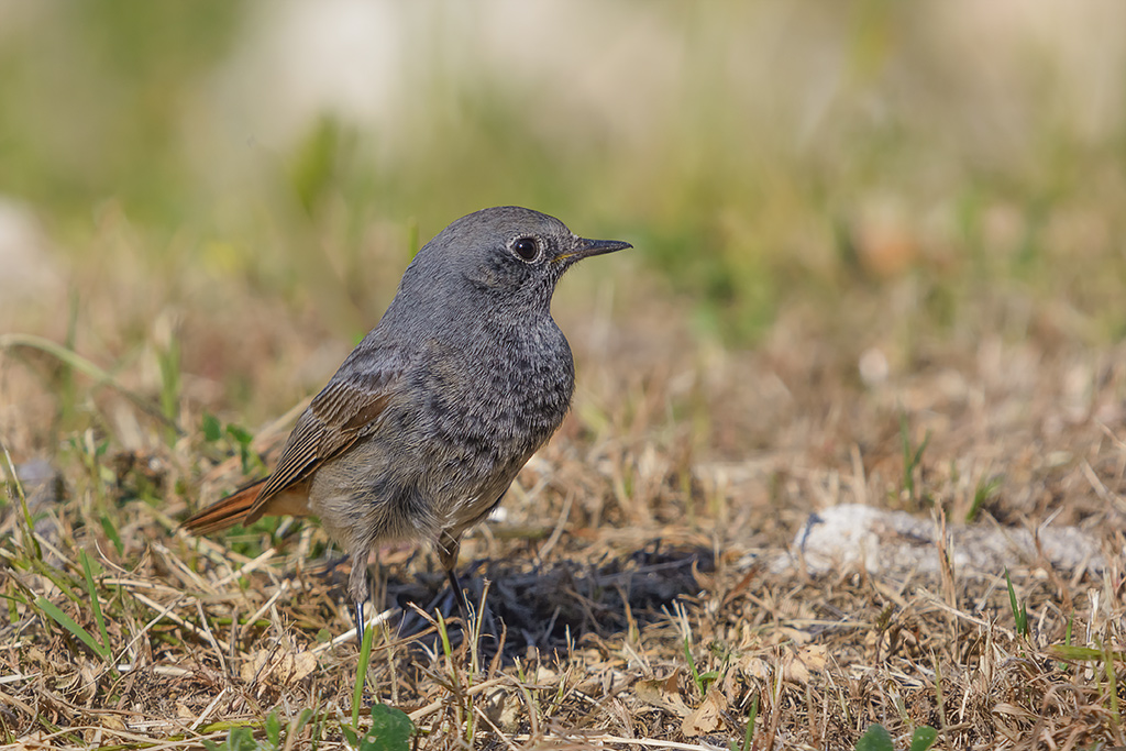 Codirosso spazzacamino