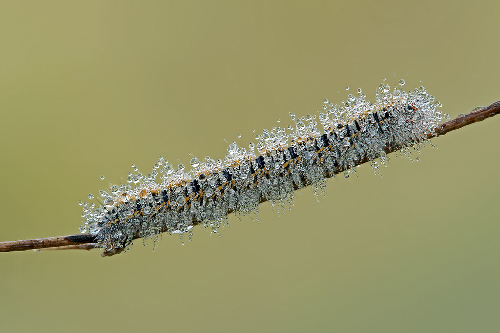 con tutte quelle tutte quelle bollicine...